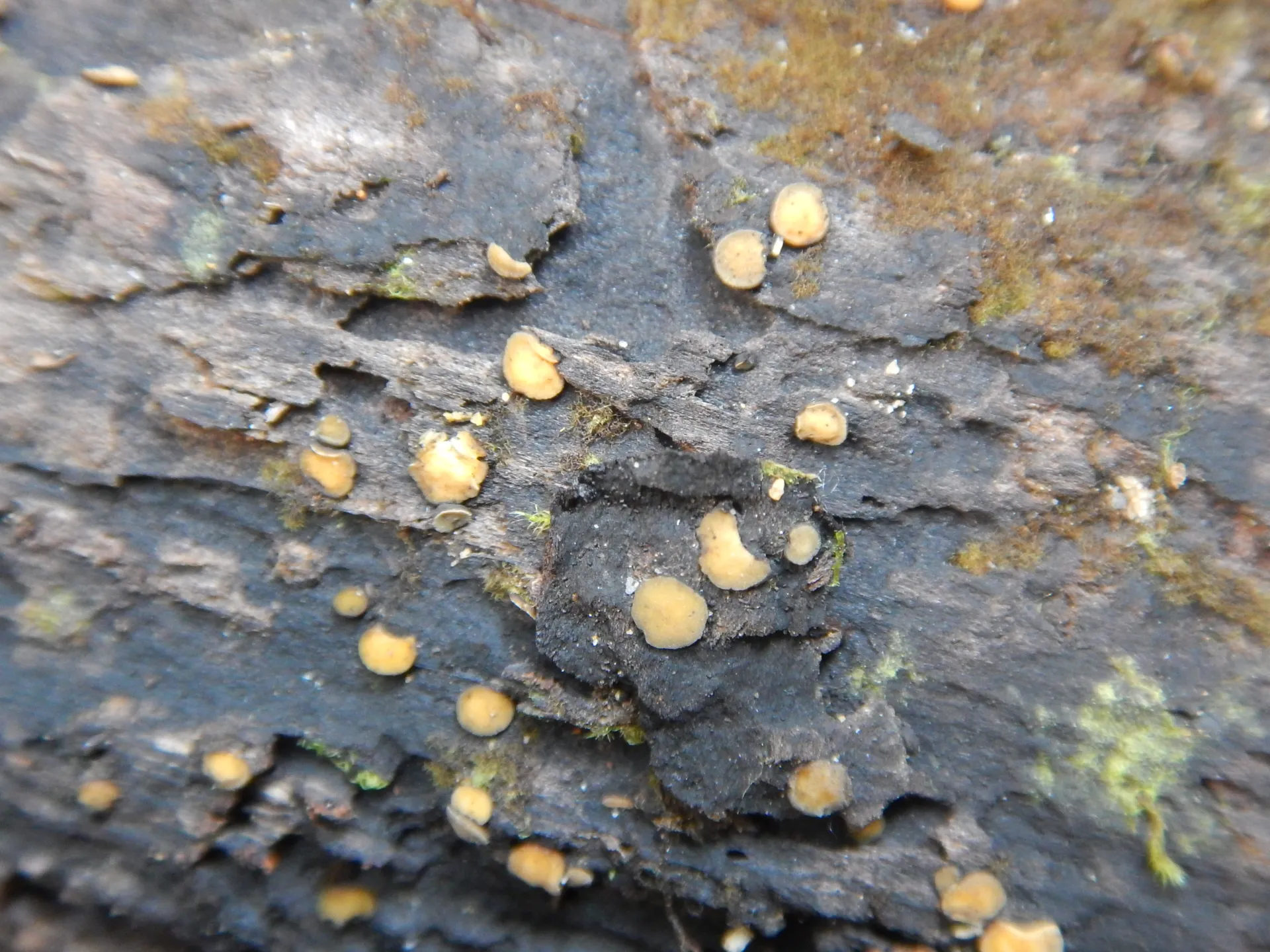 Mollisia ventosa,22-07-15 (2)